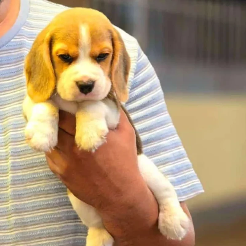 Beagle puppy