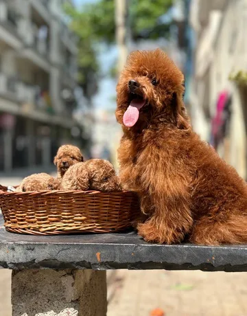 Poodle with puppies