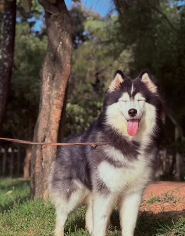 Husky