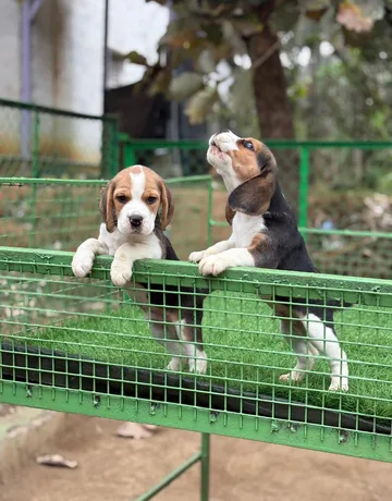 Beagle puppies