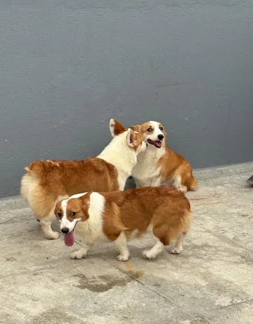 Corgis