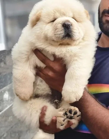Chow Chow puppy