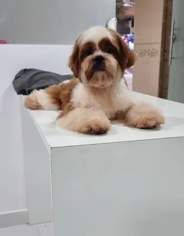 Shih Tzu