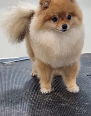Pomeranian
