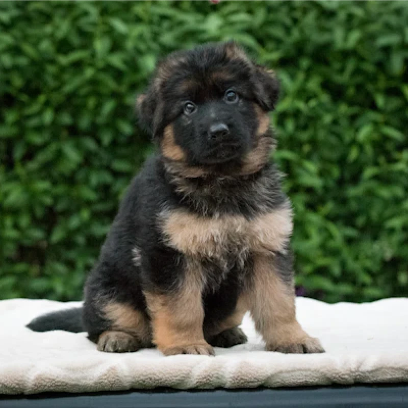 German Shepherd puppy
