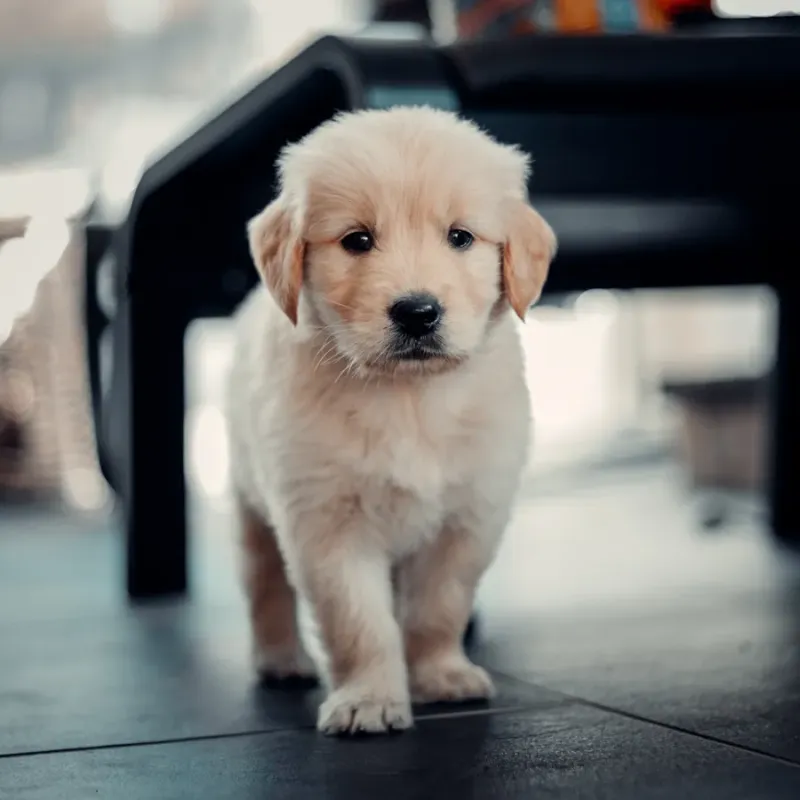 Golden Retriever puppy