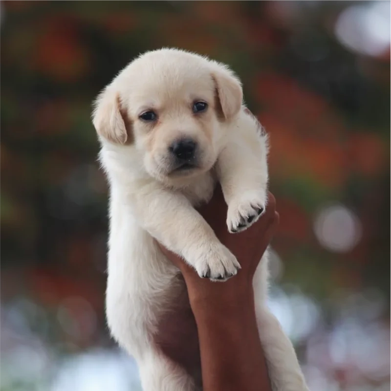 Labrador Retriever puppy