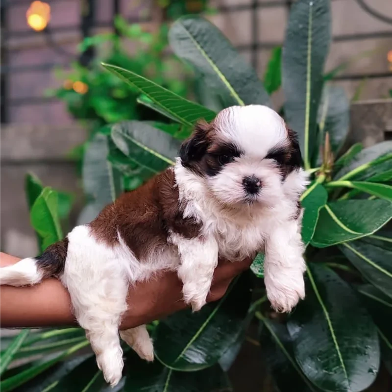 Shih Tzu puppy