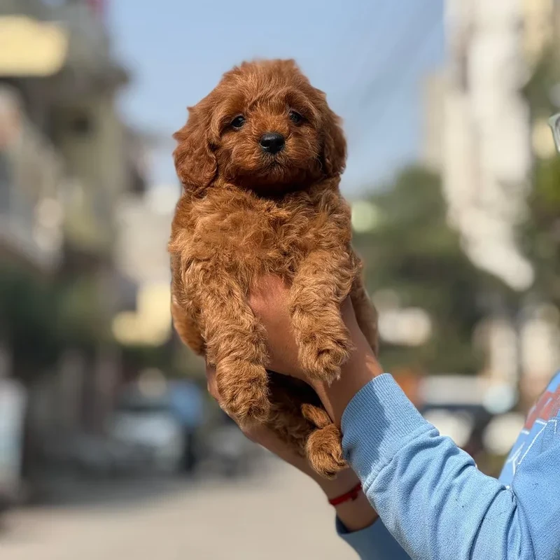 Toy Poodle puppy